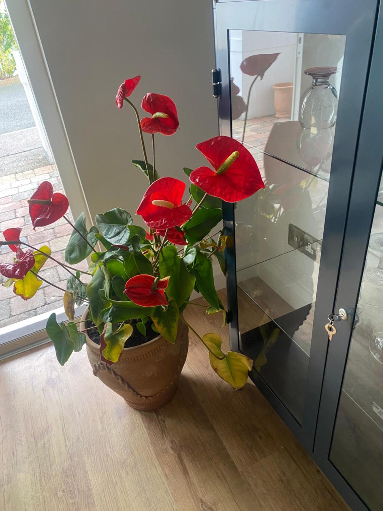 Harbour Sound Apartment, Ballycastle, Causeway Coast エクステリア 写真
